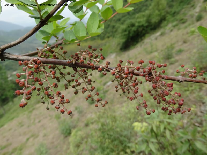 Coriaria nepalensis, Boufford, D 43590--China. Sichuan. Tudiling Tunnel. 6 May 2014. DSC03860 (114).JPG