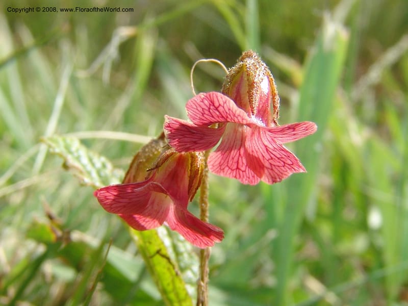 Hermannia woodii--So.Africa. KZN. Midl. Meand. Granny Mouse. 13 Mch 05. 167.jpg