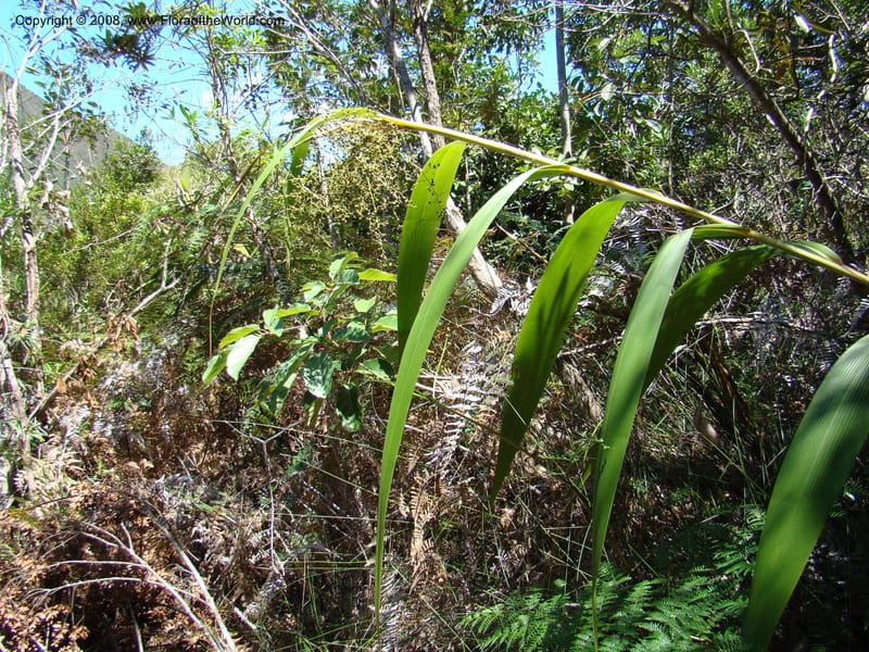 Joinvillea, JMunzinger4656--N.Caled. Dumbea Dam in Dumbea Riv, S of Noumea. 11 Nov 07. 090.jpg