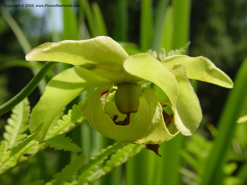 Sarracenia rubra--DE. Mt. Cuba Center. 24 Jun 03. 087.jpg