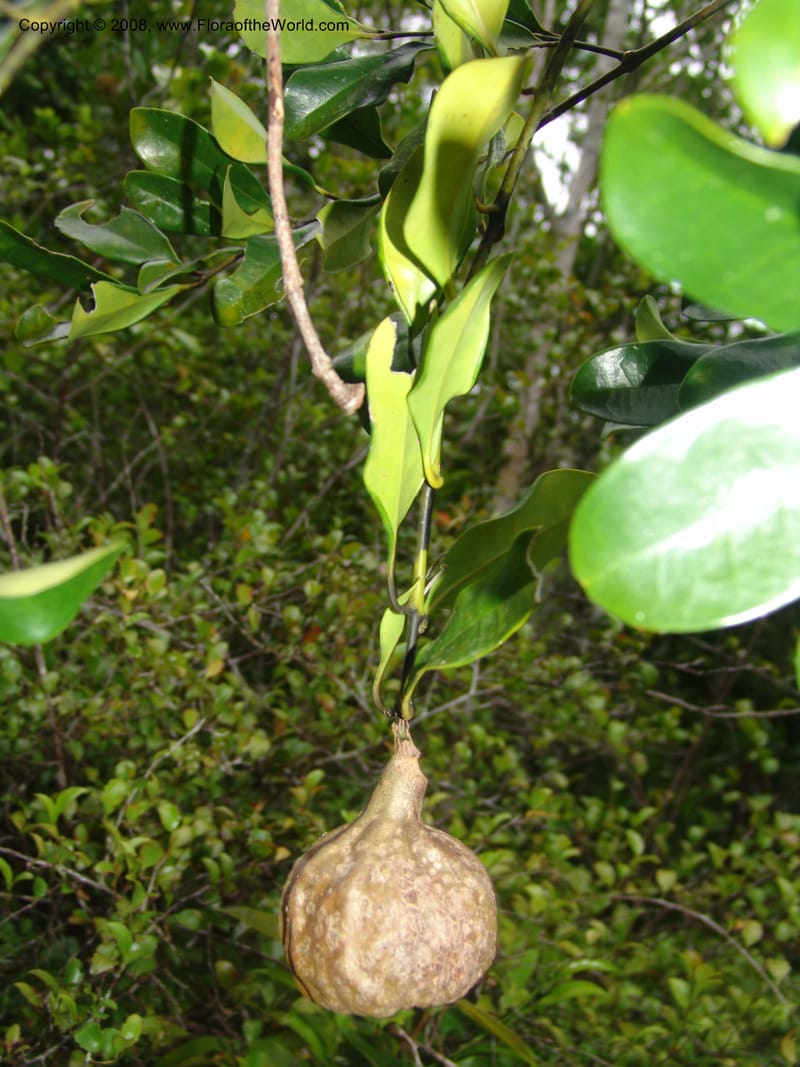 Tambourissa, not coll.--Madag. Prov. Toliara. Mandena Centr. Res. Ecol. 18 Jan 06. 218.jpg