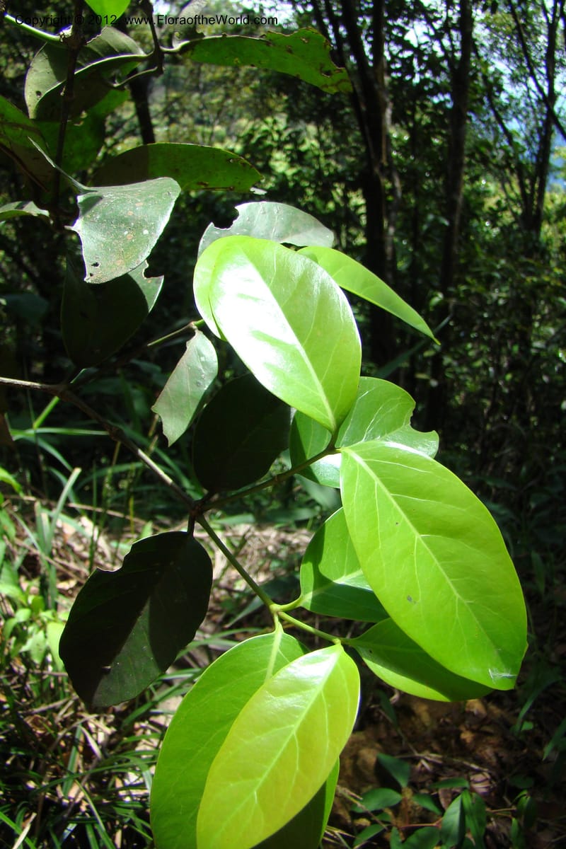 Gnetum, Regalado 1754--Viet Nam. Thua Thien Hue Prov. Phu Loc Distr. Bach Ma. 13 Apr 09. 458.jpg