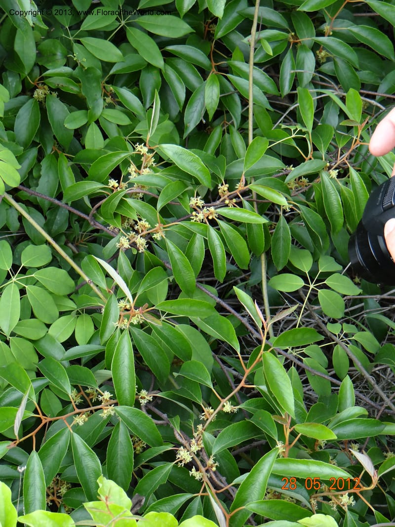 Actinidia lanceolata, Li Pan 1205287--China, Zhiyuan,ShunXi, 28 May 2012 331 (3).JPG