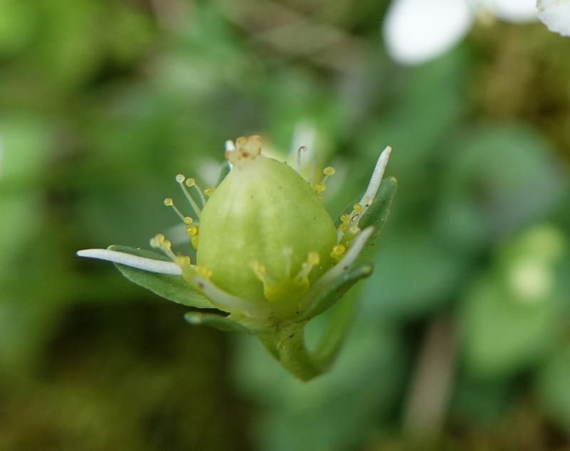 Parnassia palustris, Tseng Yu-Hsin 1316--Taiwan. SW of Nanshan on highway 7. 20 May 2016. DSC03339 (32).JPG