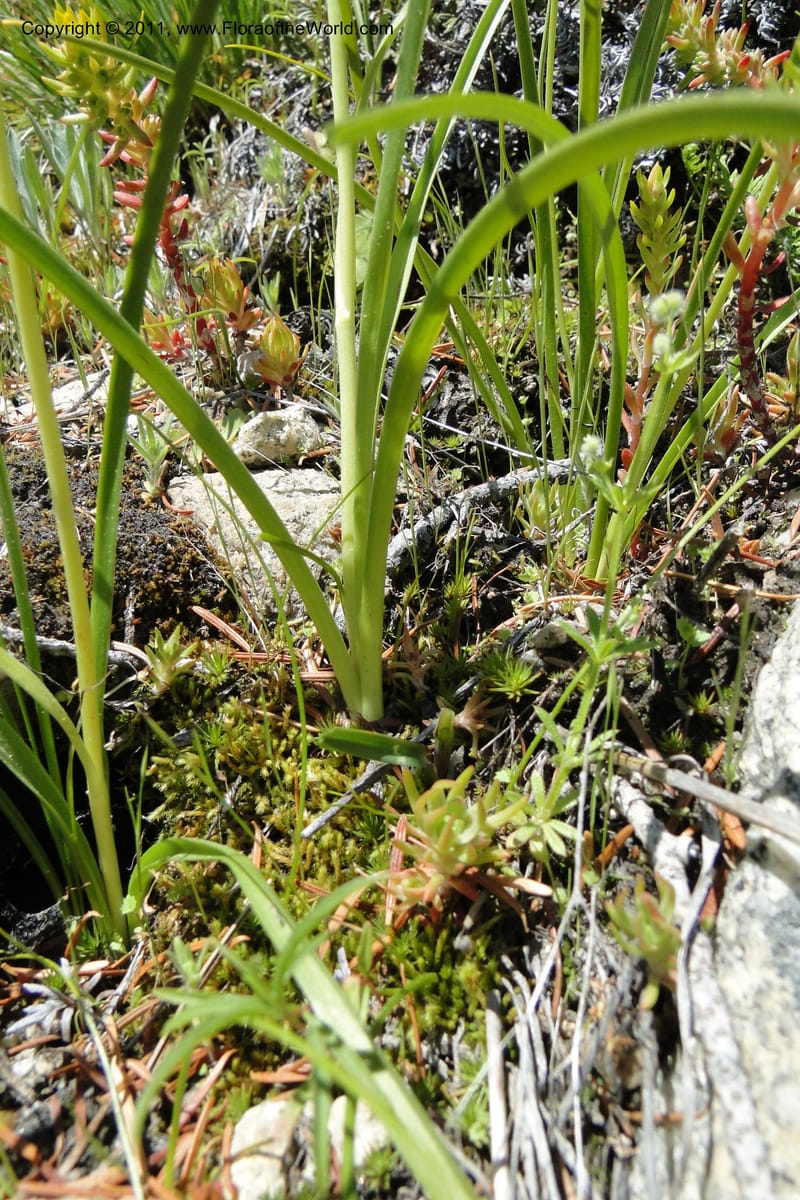 Zigadenus paniculatus, C. Davidson 11861--Idaho. Valley Co. Lick Creek Rd. 4 July 2011. 070 (21).jpg