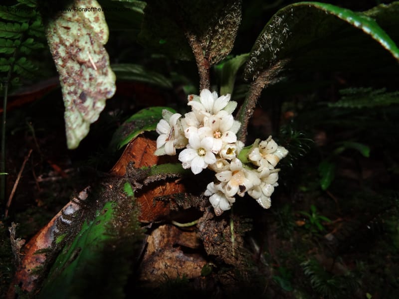 Pentaphragma, SAN.153210--Malaysia, Sabah. Mt. Kinabalu. 5 Apr 2012. DSC06767 (207).JPG