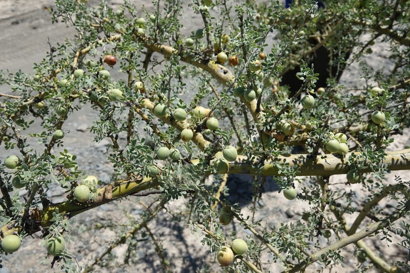 Geoffroea decorticans, Fortunato 13124--Argentina. W of Bellavista. 6 Feb 2018. DSC08696 (192).JPG