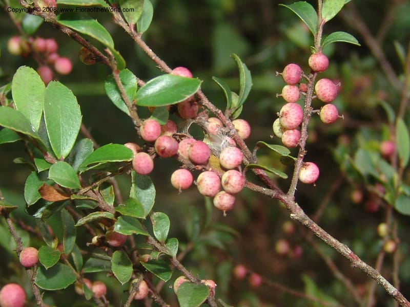 Myrsine africana--So.Africa. Mpumal. Buffelskloof Private Nat. Res. 17 Mch 05. 280.jpg