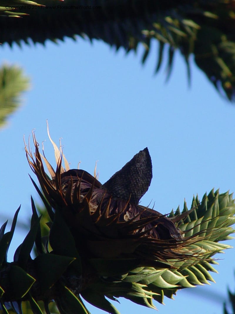 Araucaria araucana, 84.0137--CA. UC Berkeley Bot. Gard. 10 Feb 04. 151.jpg