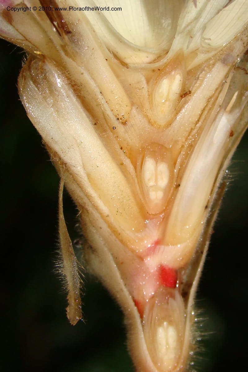 Calathea, R. Vasquez 34907--Peru. Loreto. Dto. Parinari. Tacshacocha. R. Samiria. 14 Nov 08. 069.jpg