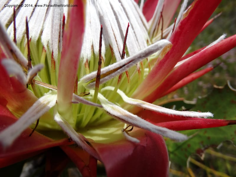 Protea cynaroides, Davidson, C 12315--South Africa. Western Cape. E. side, Fernkloof. 24 Jan 2014. DSC01799 (130).JPG