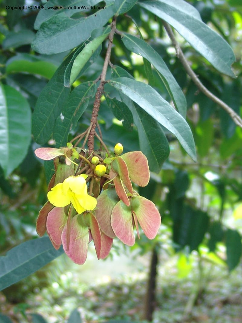 Acridocarpus natalitica--So. Africa. Lowveld Nat. Bot. Gard. 14 Mch 05. 420.jpg