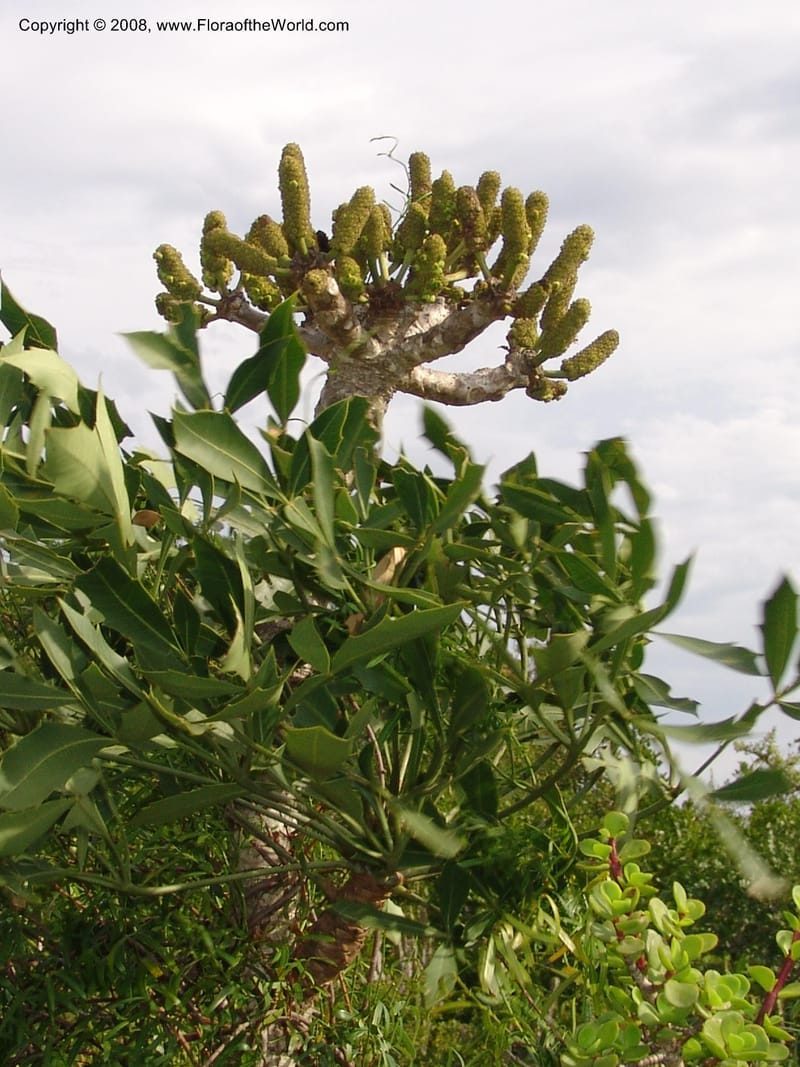 Cussonia spicata--So.Africa. E. Cape. Uitenhage Nat. Res. 6 Mch 05. 095.jpg