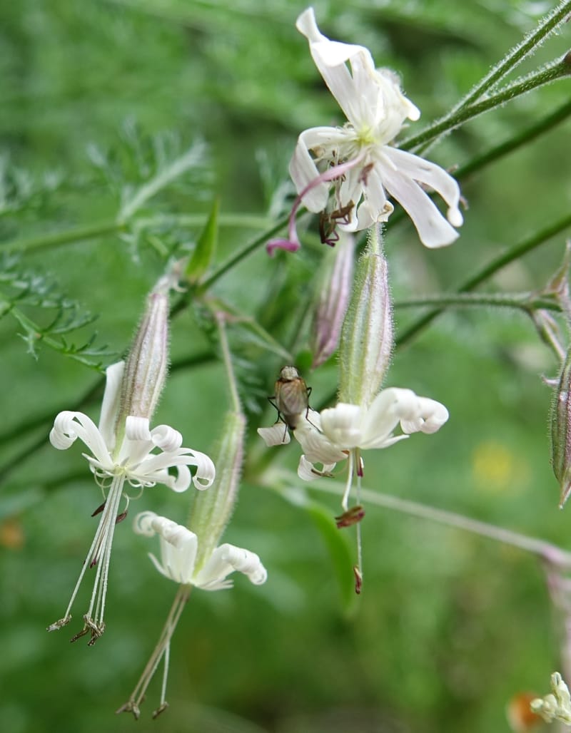 Silene nutans subsp. nutans,  Davidson, C 13266--Switzerland. Oberwald. Chapel St. Nikolas. 2 Jul 2016. DSC07728 (782).JPG
