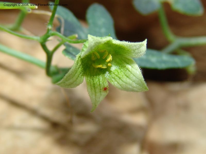 Bryonia cretica ssp. cretica--Crete. Ep. Apokoronos. Aptera. 23 May 05. 004.jpg