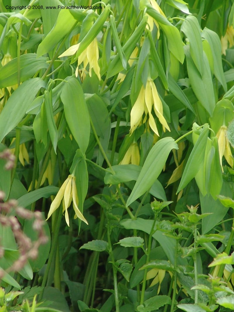 Uvularia grandiflora--France. Paris. Jardin des Plantes. 28 Apr 05. 288.jpg