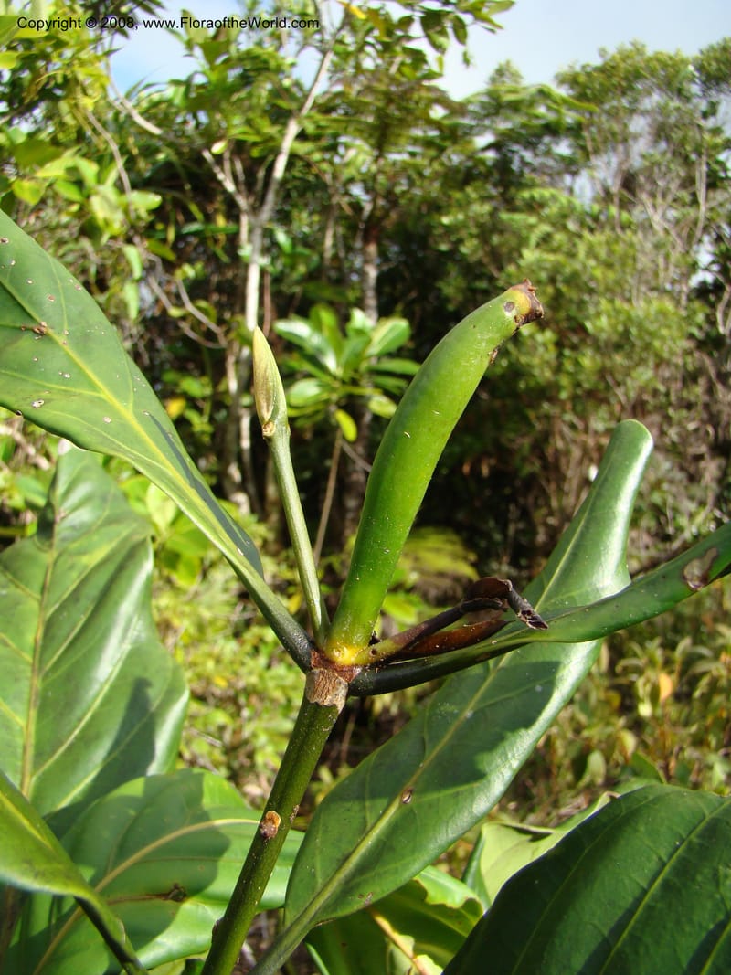 Atractocarpus, JMunzinger4743--New Caledonia. Mandjelia. 13 Nov 07. 191.jpg