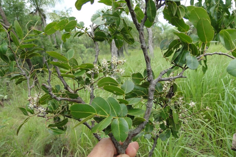 Copaifera langsdorfii, W. D. Stevens 31246--Paraguay. Edo. Concepcion. Esta. Garay Cue. 20 Mar 2011. 187 (12).jpg