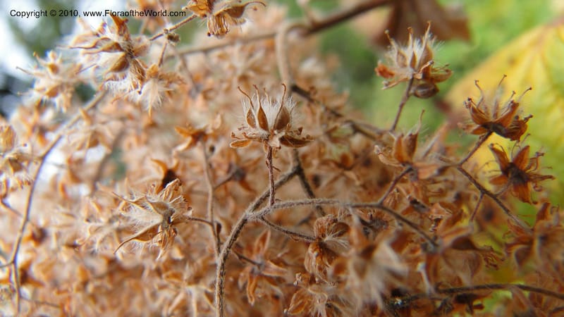Holodiscus discolor, C. Davidson 11817--OR. Hood River Co. Old Dalles Rd., 2 mi E of E. Side Dr. 10 Sep 10. 001 (143).jpg