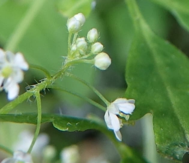 Yinshania acutangula subsp. wilsonii, C. Davidson 13755--China. Sichuan. Yibailingba-gou. 12 Aug 2017. DSC04660 (648).JPG