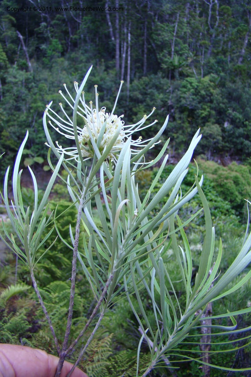 Grevillea exul, M. Callmander 809--New Caledonia. Mont Dore. 20 Jan 2010. 001 (150).jpg