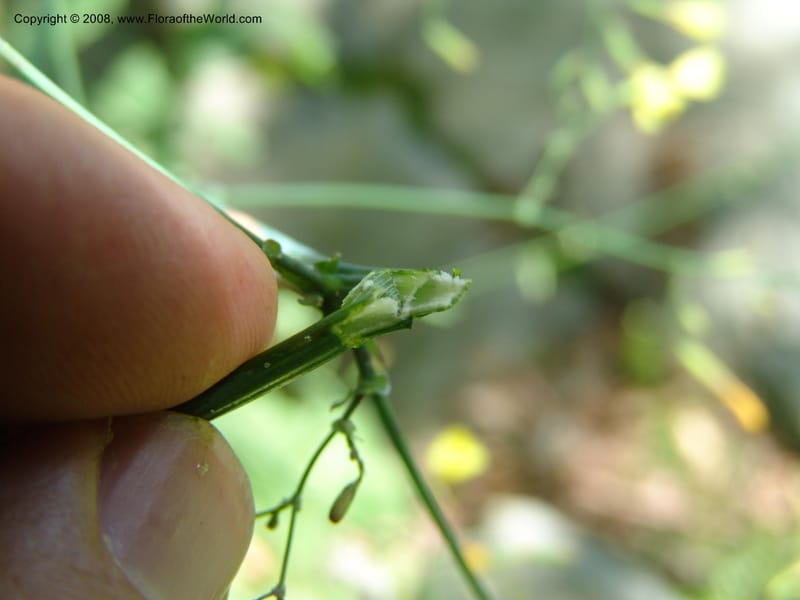 Lactuca saligna--Georgia. Lagodekhi  Forest Reserve. 11 Jun 05. 130.jpg