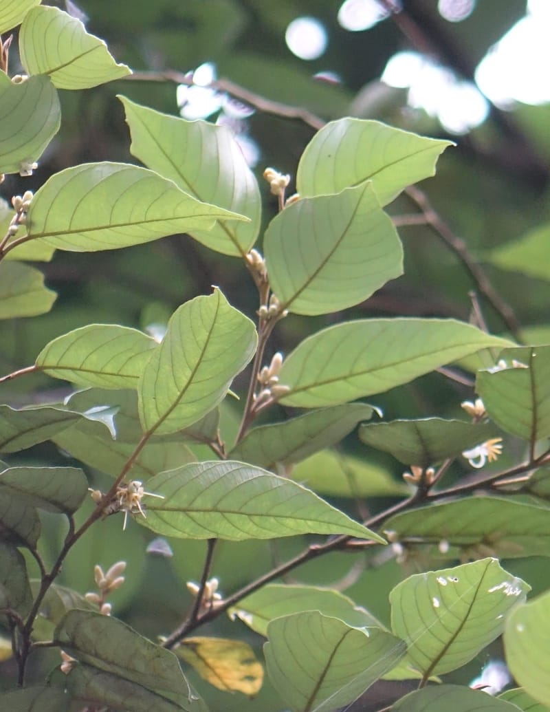 Styrax suberifolia, Chung Kuo-Fang 3354--Taiwan. Wulai Distr. Wulai village. Chia Jiao Liao. 19 May 2016.  (55).JPG