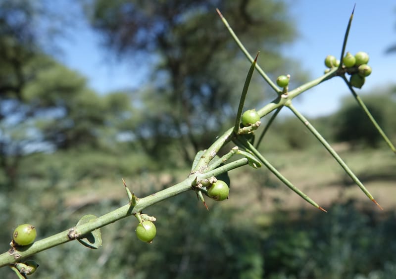 Gymnosporia senegalensis, L. Nanyeni 1166--Namibia. Hwy B1 S of Okahandja at Swakop R. bridge. 16 May 2018.  (53).JPG