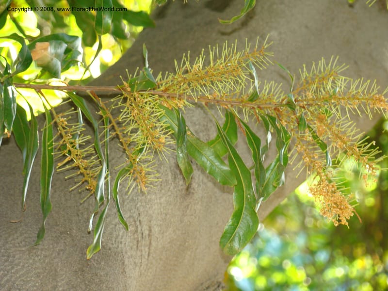 Floydia praealta--Australia. Royal Botanic Garden, Melbourne. 19-20 Mch 08. 148.jpg
