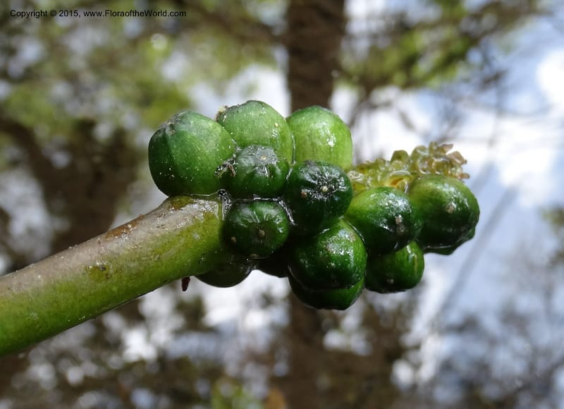 Orontium aquaticum, Davidson, C 13063--South Carolina. Lexington Co. Shellys Pond. 20 May 2015. DSC06625 (96).JPG