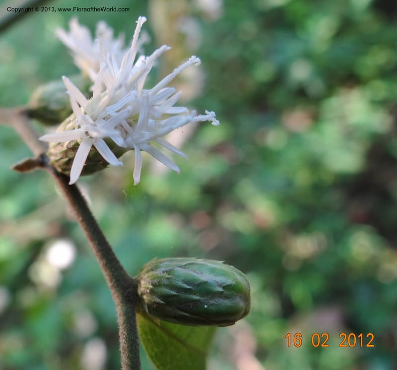 Vernonia sp. unk., Martinez-Melendez, M 421--Mexico, Chiapas, Palenque 16 Feb 2012  3009 (16).JPG