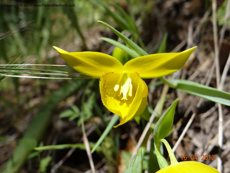 Calochortus amabilis, Davidson, C 12123--USA, California, Napa Co. 16 Apr 2013  9999 (10).JPG