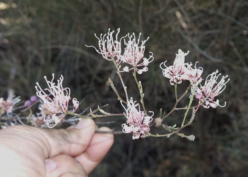 Grevillea endlicheriana, Davidson, C 13385--Australia. W.A. Hay Flat Rd. 22 Oct 2016. DSC03956 (13).JPG