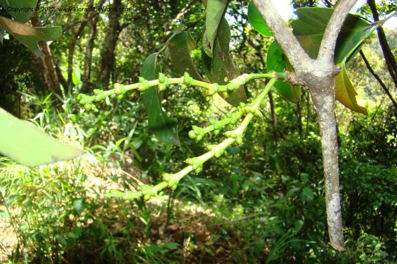 Gnetum, Regalado 1754--Viet Nam. Thua Thien Hue Prov. Phu Loc Distr. Bach Ma. 13 Apr 09. 444.jpg