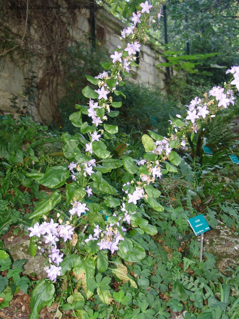 Campanula pyramidalis--France. Paris. Jardin des Plantes. 4 Sep 07. 153.jpg