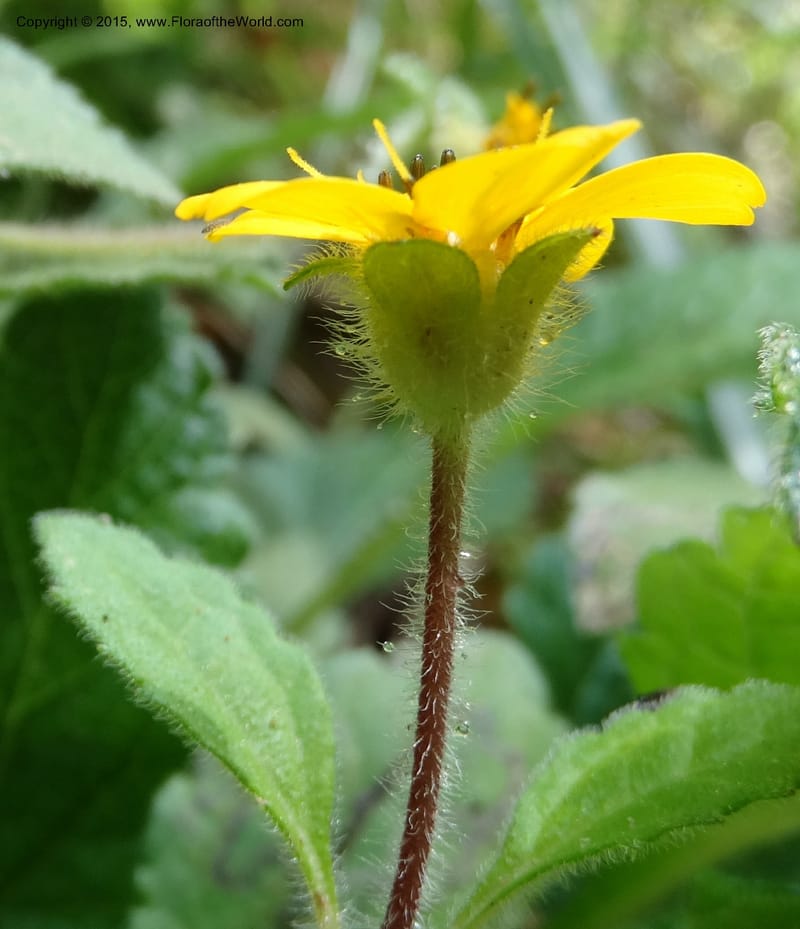 Chrysogonum virginianum, Davidson, C 13044--South Carolina. Oconee Co. Brasstown Cr. 19 May 2015. DSC06413 (7).JPG