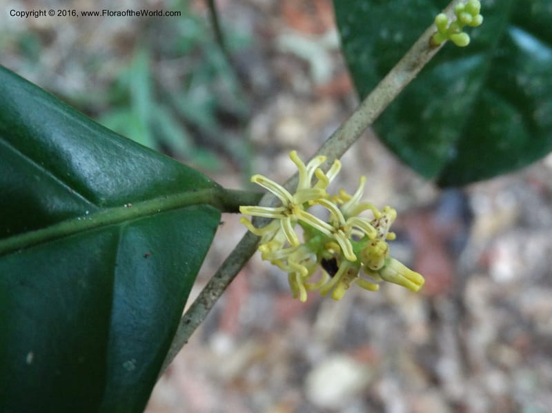 Chionanthus, Davidson, C 12886--Sabah. Sapa Paya For. Res. 23 Mar 2015. DSC00001 (94).JPG