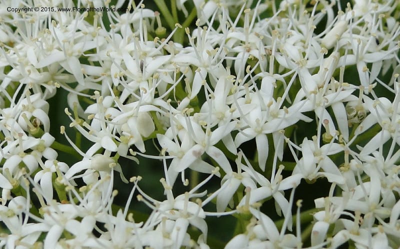 Cornus, Regalado 1829--Viet Nam. O-Quy-Ho Commune. 6 May 2011. 116 (5).jpg