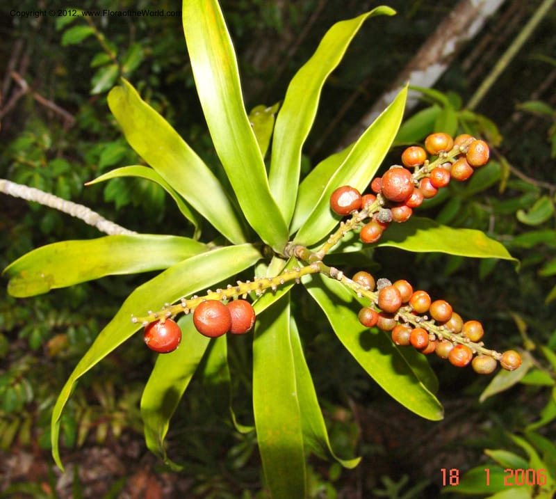 Dracaena sp. unk., Not collected-Madagascar 18 Jan 2006  185 (4).jpg