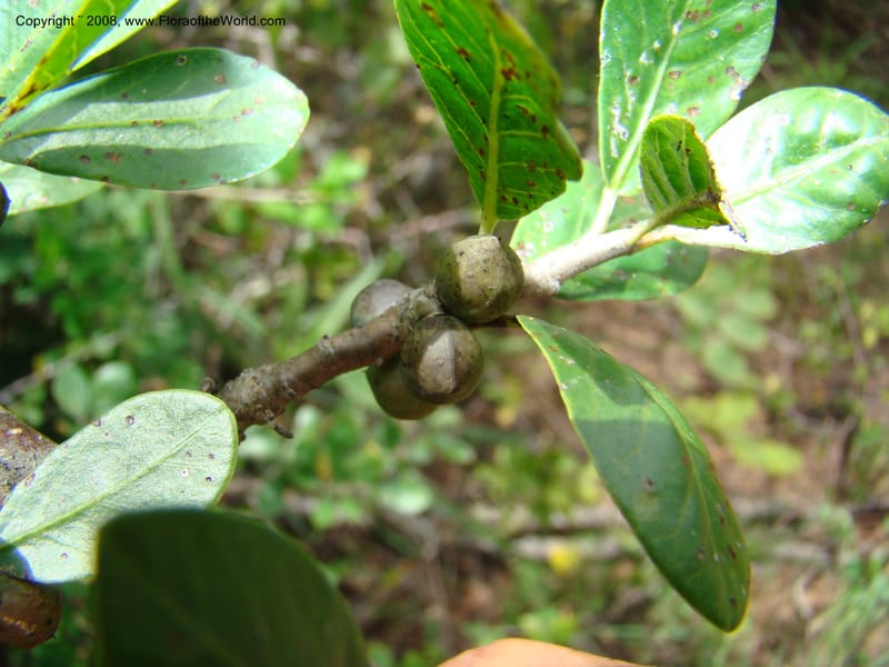 Bursera ariensis, NMartinezM2414--MX. Chiapas. Jiquipilas. Cerro el Campanario. 14 Sep 08. 109.jpg