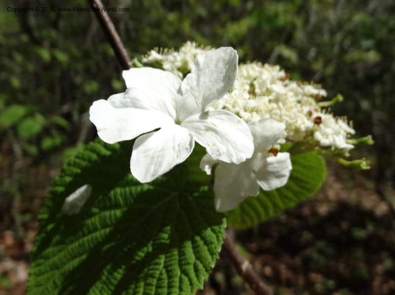 Viburnum lantanoides, Davidson, C 12961--North Carolina. Trans. Co. Beech Gap on BRP. 12 May 2015. DSC04240 (34).JPG