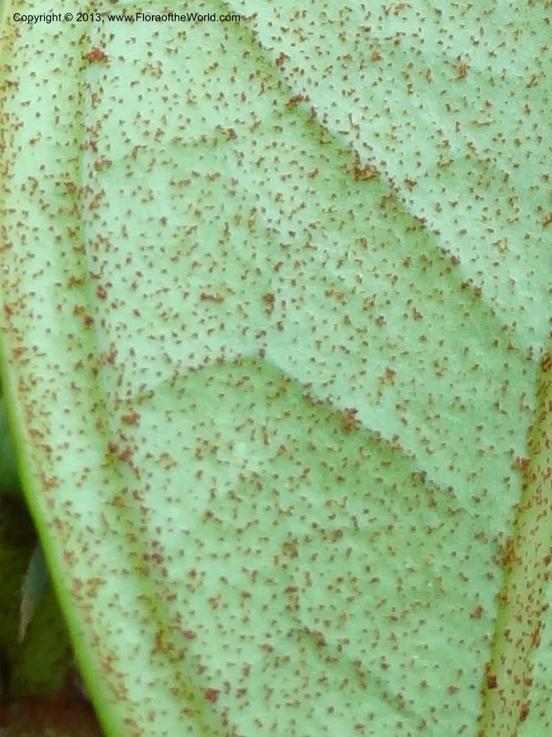 Aralia, SAN.153245--Malaysia, Sabah. Tawai For. Res. 9 Apr 2012. DSC07890 (89).JPG