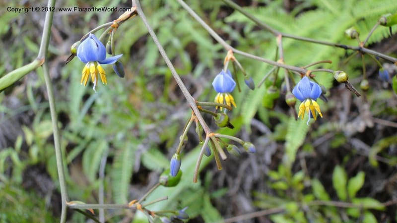 Dianella ensifolia, A. Ramahefaharivelo 168--Madagascar. Ambolotara. Ambodini, Vatovavy. 3 May 2010 177 (54).jpg