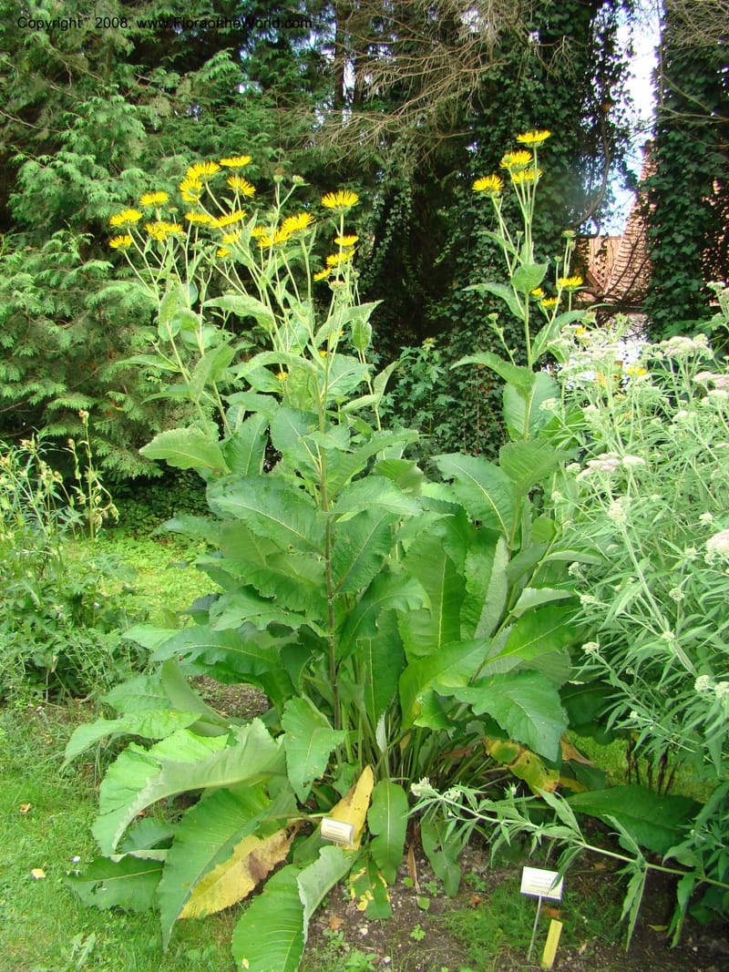 Inula magnifica--Slovenia. Ljubljana. University Botanical Garden. 7 Jul 08. 103.jpg