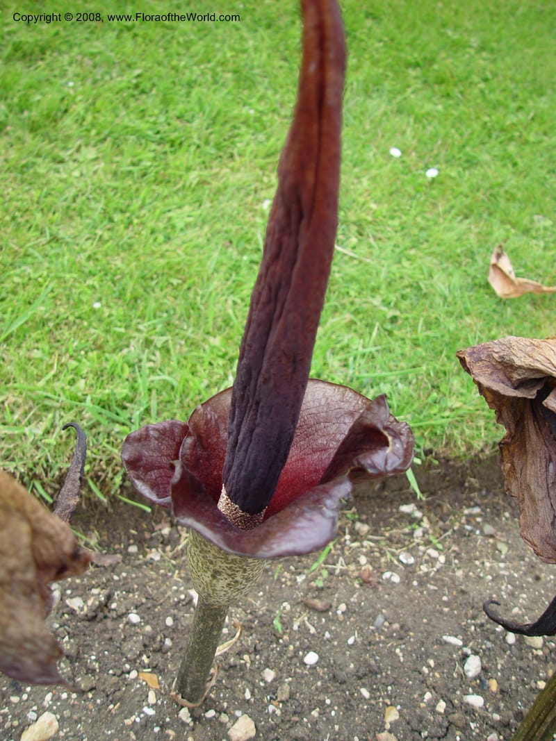 Amorphophallus rivieri--France. Paris. Jardin des Plantes.  30 May 03. 008.jpg