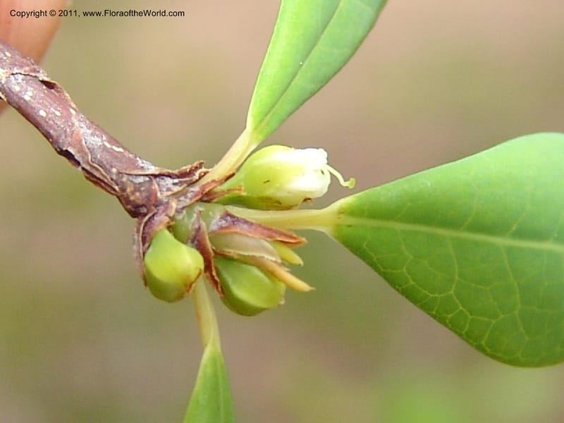 Erythroxylum, ROR1534--Madag. Prov. Antsir. Sahafary, Andranomadiro. 7 Nov 06. 474.jpg