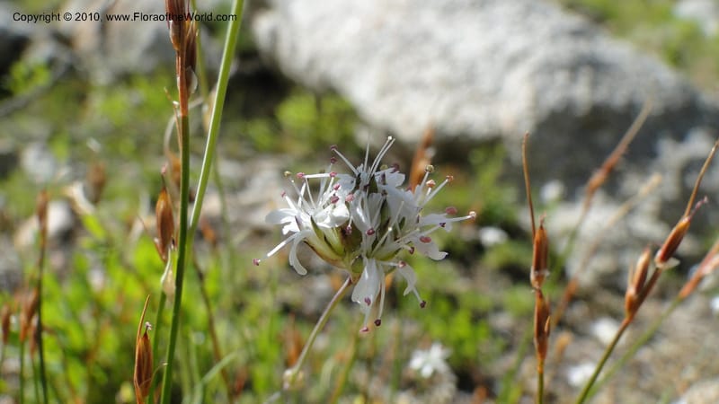 Arenaria congesta, C. Davidson 11767--ID. Idaho Co. Josephine Lk Rd . 27 July 2010. 001 (71).jpg