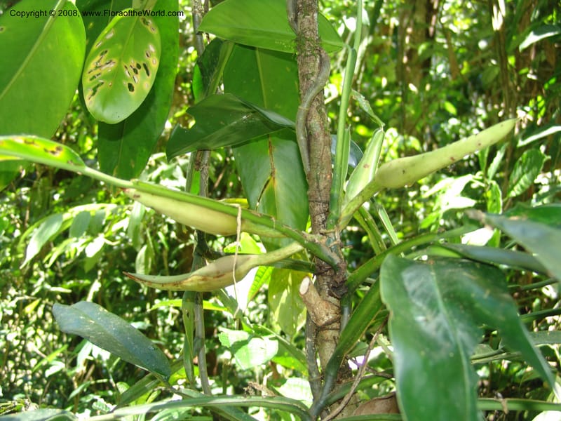 Philodendron, RVasquez33065--Peru. Pillcopata. Qbda Sachavacayoc. 29 Oct 07. 290.jpg