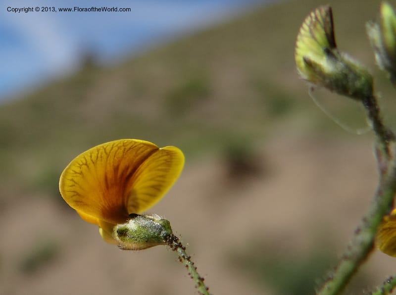 Adesmia, WDS 34191--Chile. Cta. 115. La Laguna. 22 Feb 2013. DSC02595 (66).JPG
