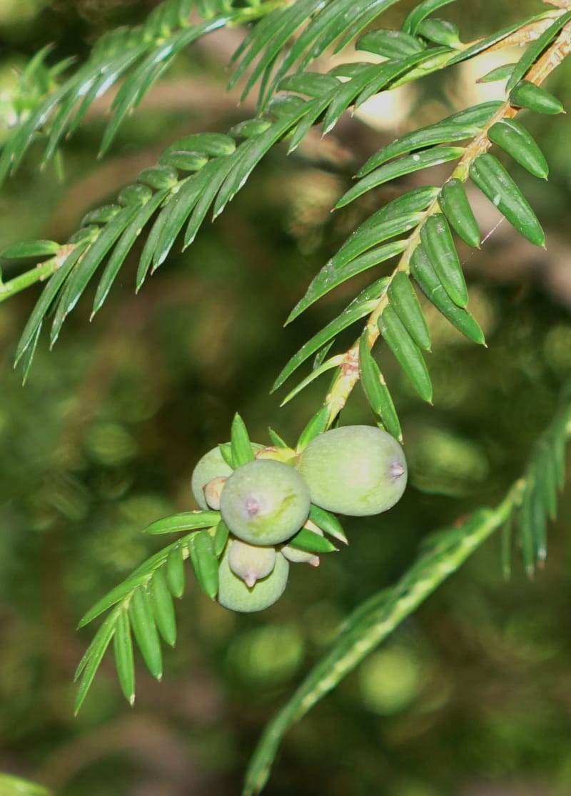 Torreya nucifera--Japan. Niigata. Trail along Sekikawa River. 29 May 2016. DSC05504 (106).JPG